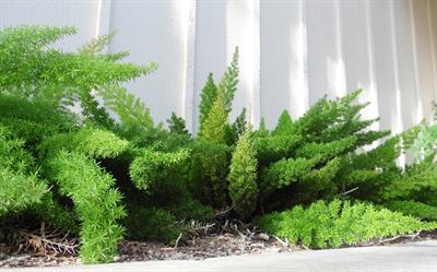 Asparagus densifloru